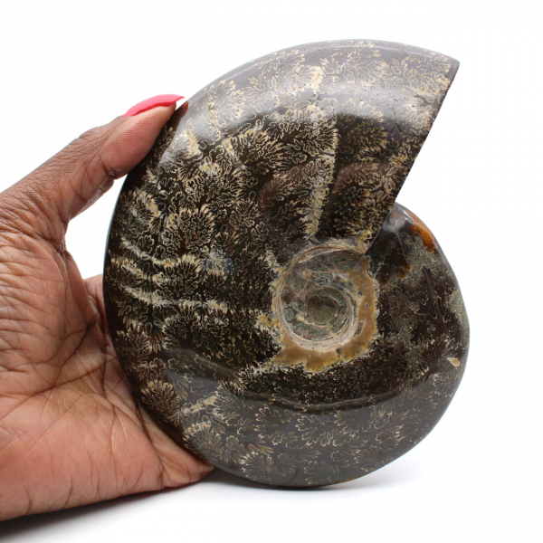 Whole polished ammonite fossil