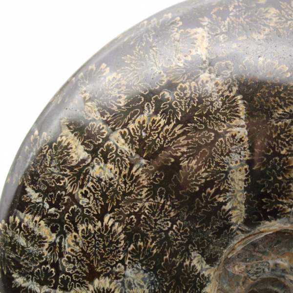 Whole polished ammonite fossil