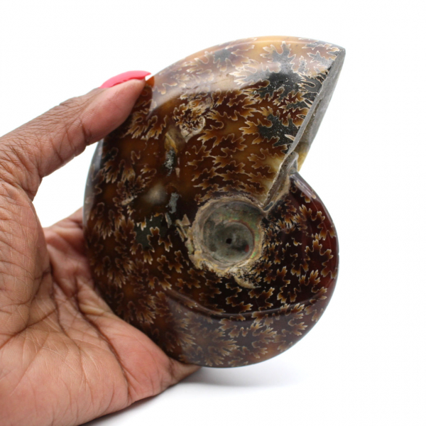 Natural polished ammonite from Madagascar