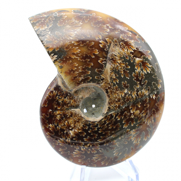 Natural polished ammonite from Madagascar