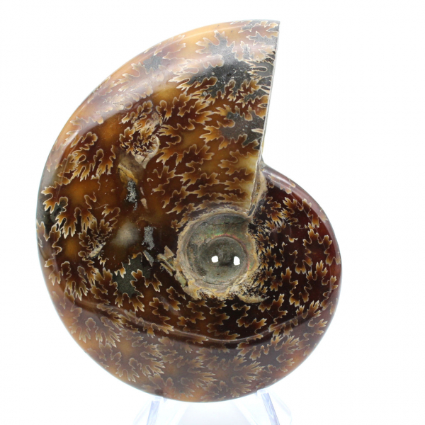 Natural polished ammonite from Madagascar