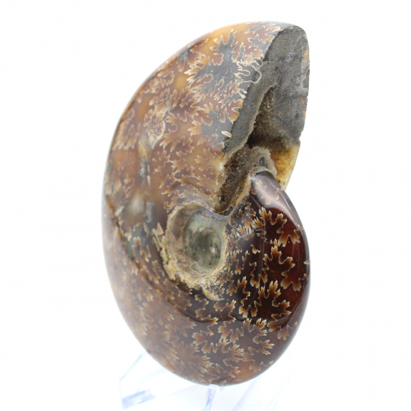 Natural polished ammonite from Madagascar