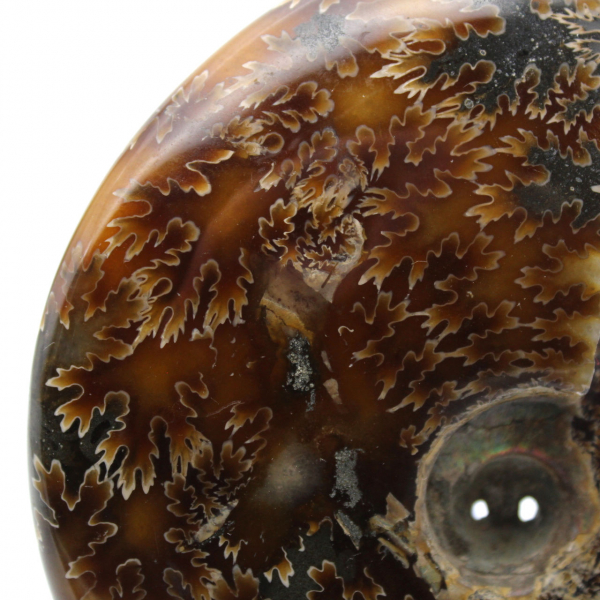 Natural polished ammonite from Madagascar