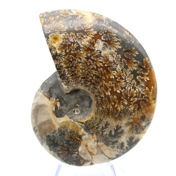 Natural polished ammonite fossil