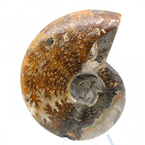 Natural polished ammonite fossil