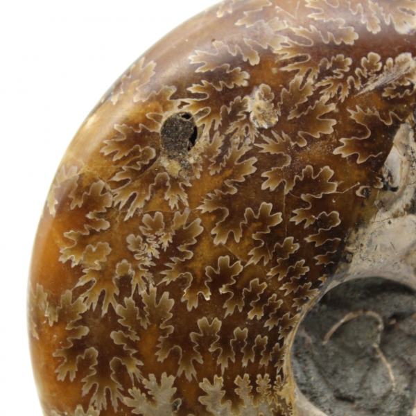 Natural polished ammonite fossil