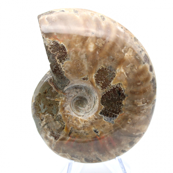 Madagascar Ammonite