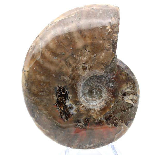 Madagascar Ammonite