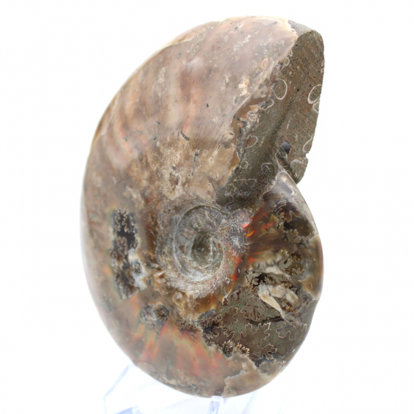 Madagascar Ammonite