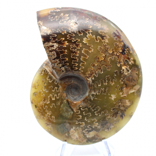 Polished ammonite