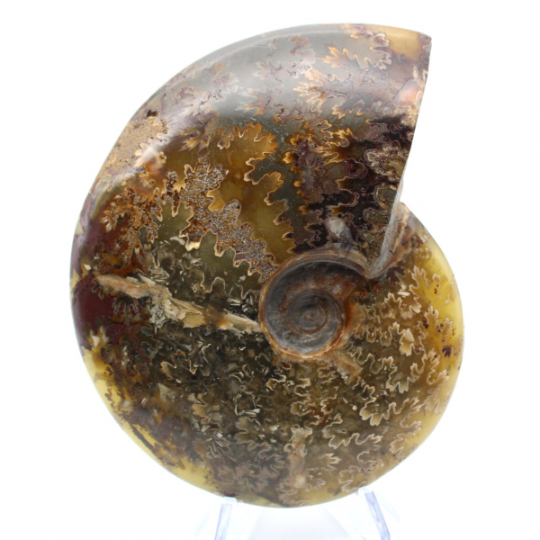 Polished ammonite