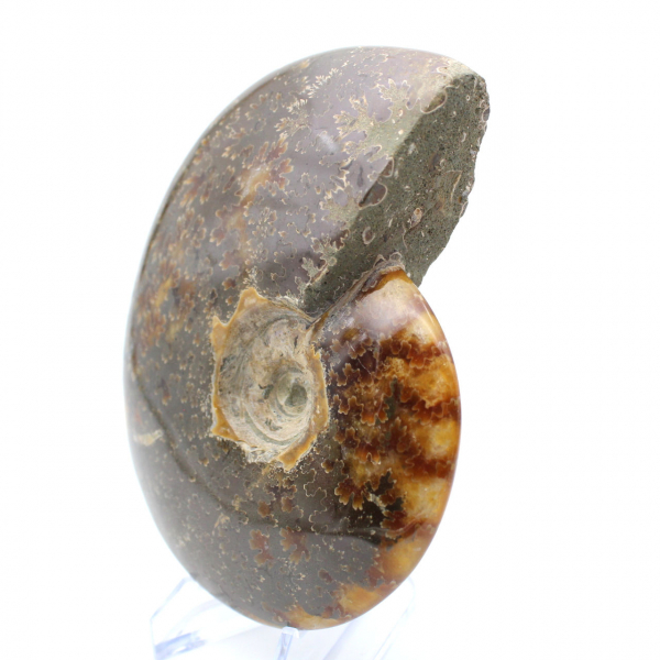 Polished fossilized ammonite