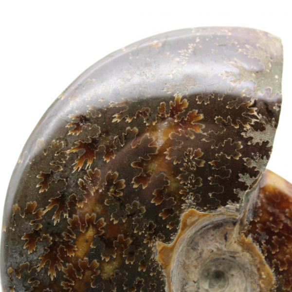 Polished fossilized ammonite