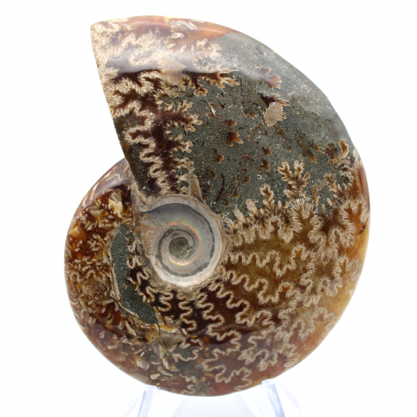 One piece ammonite