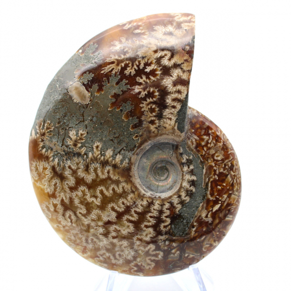 One piece ammonite