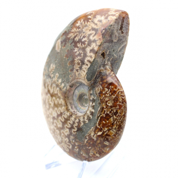 One piece ammonite