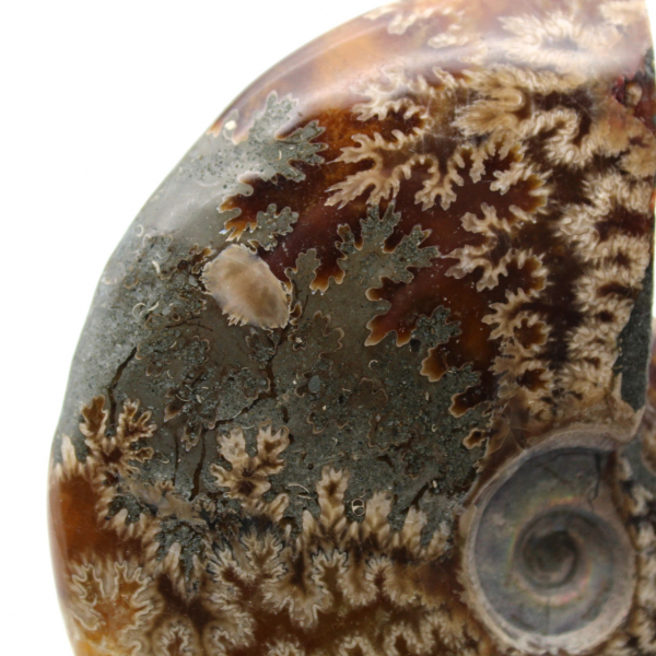 One piece ammonite