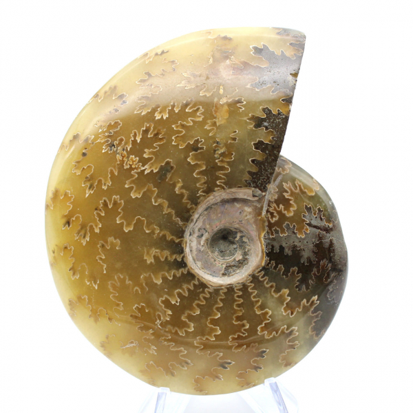 Fossilized ammonite