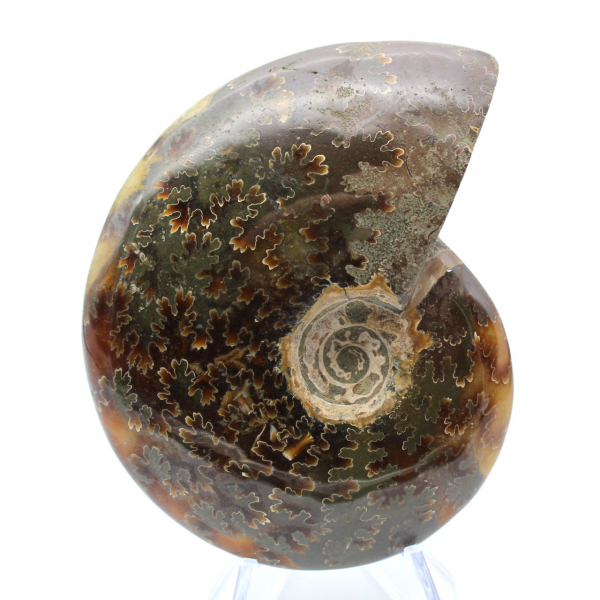 Natural fossil ammonite