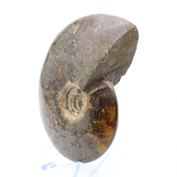 Natural fossil ammonite