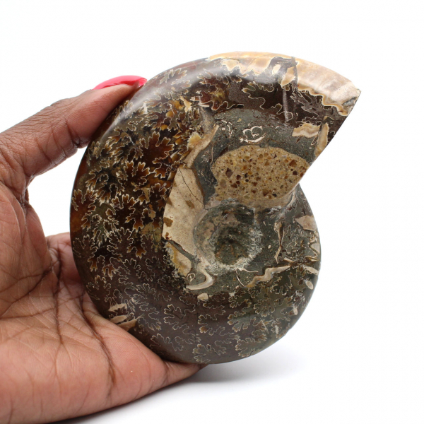 Polished ammonite fossil