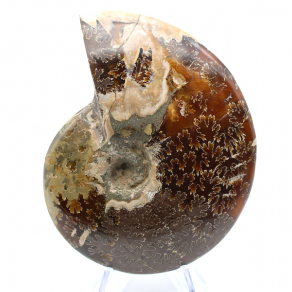 Polished ammonite fossil