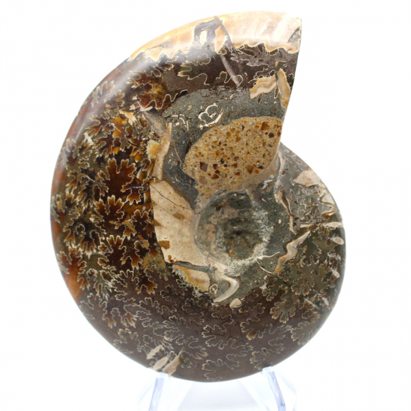 Polished ammonite fossil