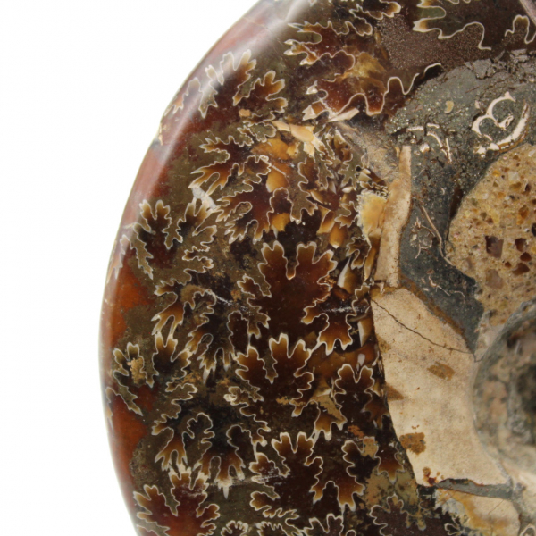 Polished ammonite fossil