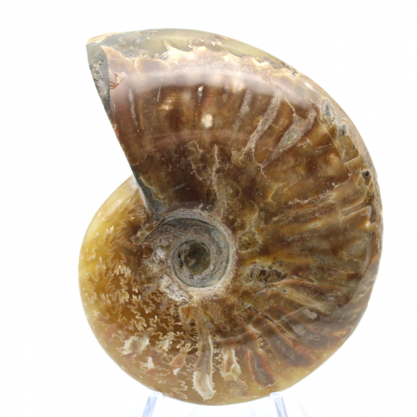 Polished ammonite