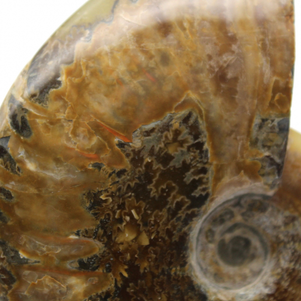 Polished ammonite