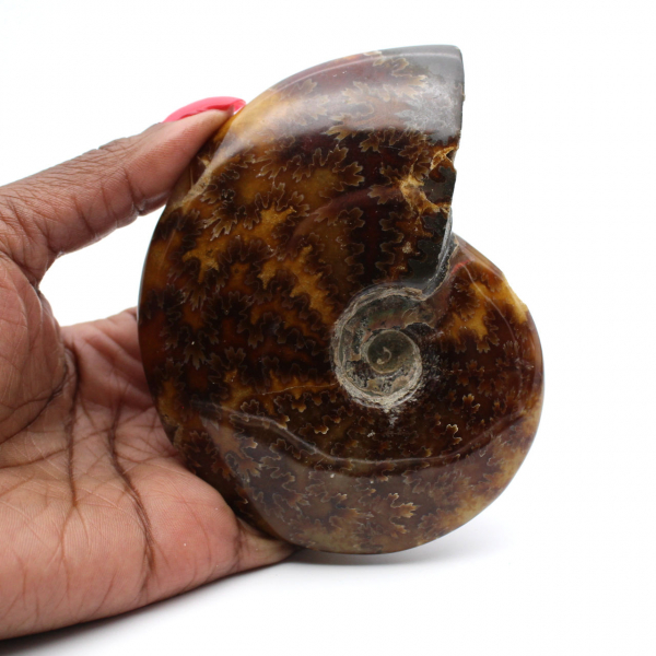 Polished ammonite from Madagascar