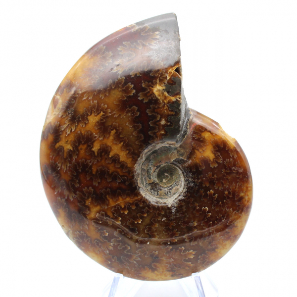 Polished ammonite from Madagascar