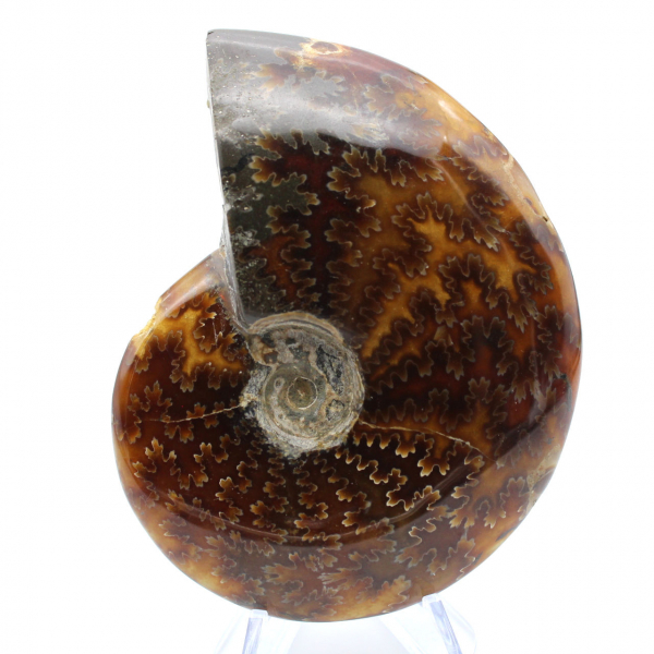 Polished ammonite from Madagascar