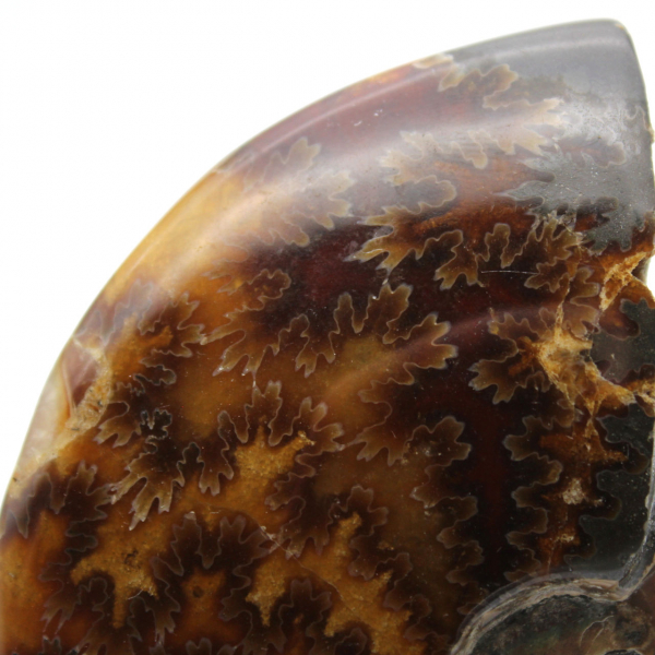 Polished ammonite from Madagascar