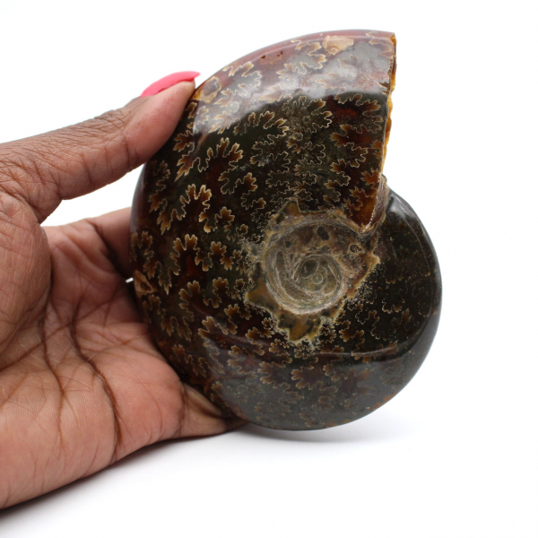 Fossil ammonite from Madagascar