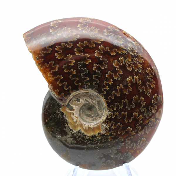 Fossil ammonite from Madagascar