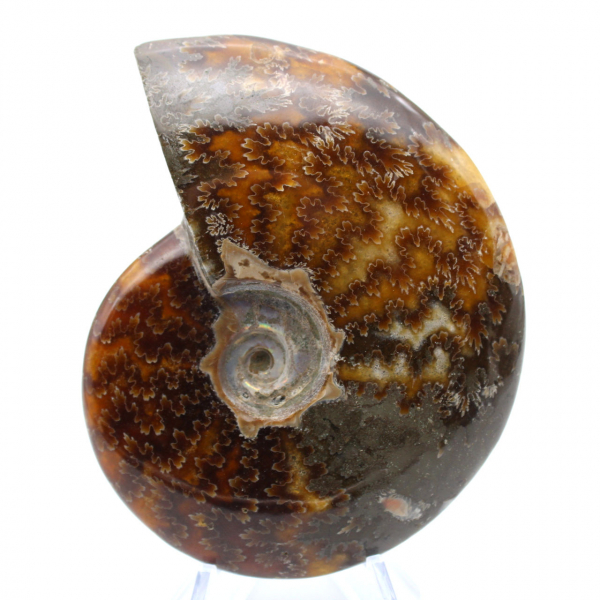 One piece ammonite fossil