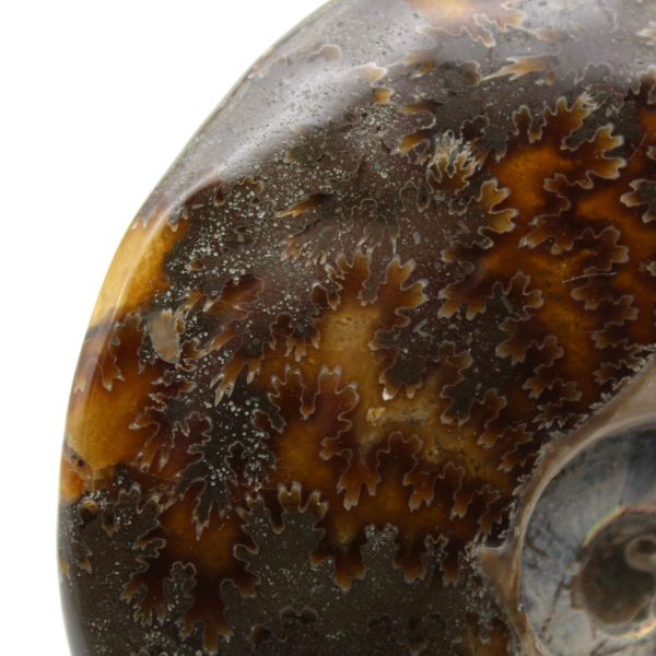 One piece ammonite fossil