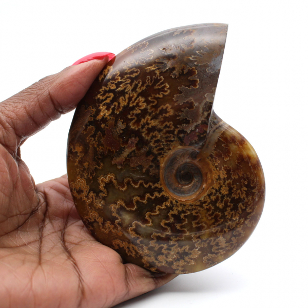 Polished fossilized ammonite from Madagascar