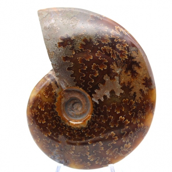 Polished fossilized ammonite from Madagascar