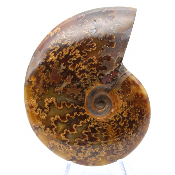 Polished fossilized ammonite from Madagascar