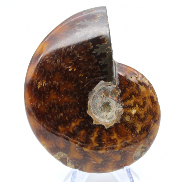 Whole ammonite