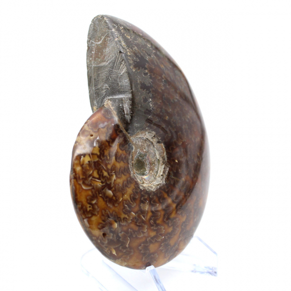 Whole ammonite