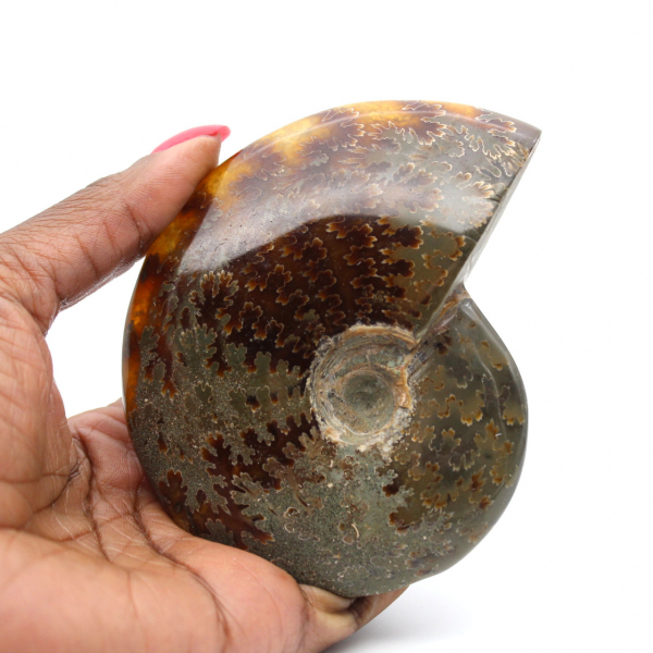 Whole polished natural ammonite from Madagascar