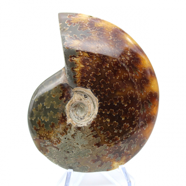 Whole polished natural ammonite from Madagascar