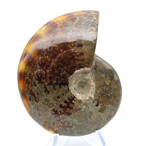 Whole polished natural ammonite from Madagascar