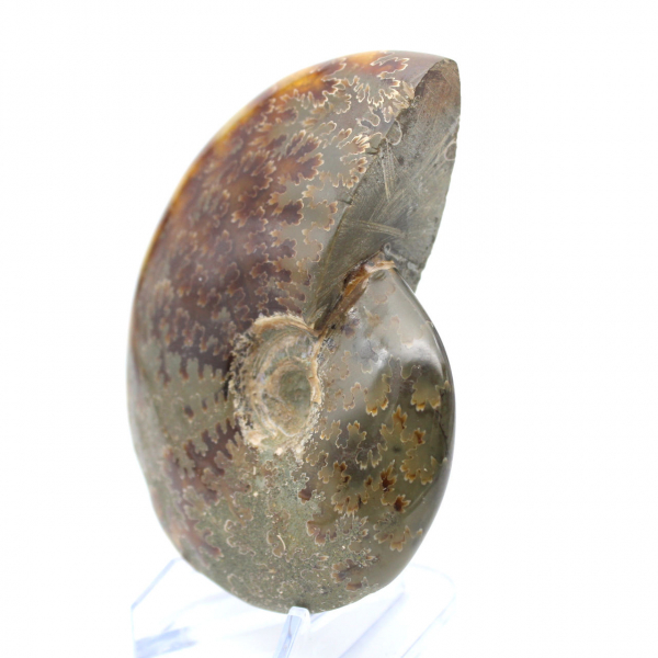 Whole polished natural ammonite from Madagascar