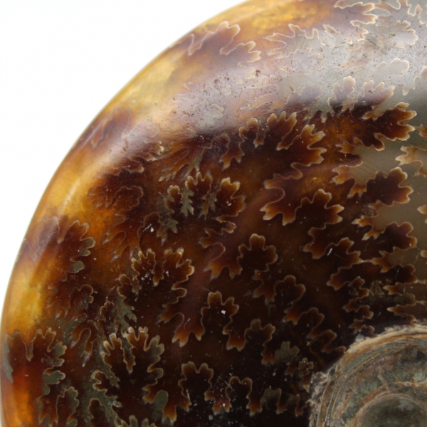 Whole polished natural ammonite from Madagascar