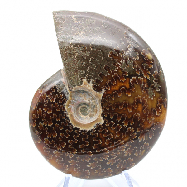 Whole polished natural ammonite fossil