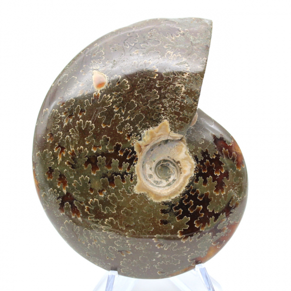 Whole polished natural ammonite fossil